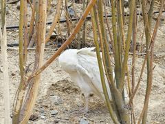 -新疆天山野生动物园