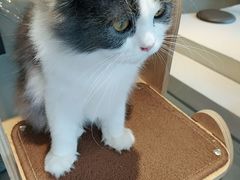 -飞行喵MR PILOT|猫舍·猫咖(静安大融城店)