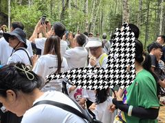 -汤旺河林海奇石景区