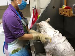 -北京观赏动物医院·24小时大型综合·猫专科·异宠专科