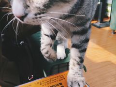 -猫小院猫主题咖啡厅(北锣店)
