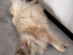 -伟伟宠物医院·瑞派猫友好医院·猫科(光谷店)