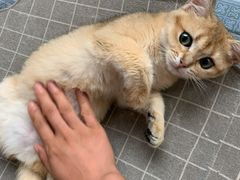 -东方名猫馆·英短金渐层布偶猫舍(环线广场1号楼店)