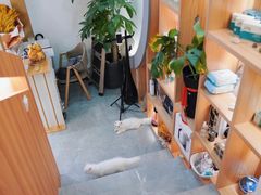 -山宅一喵德文卷毛猫舍