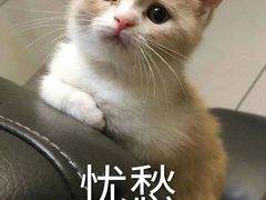 -周嵘铜火锅