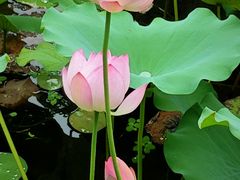 -荔湾湖公园