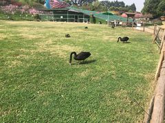 -秀丽东方