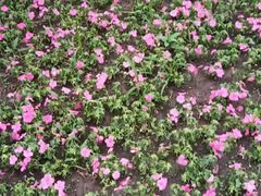 -长春公园(普阳街道)