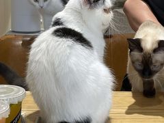 -藏猫猫咖啡主题馆(中央大道店)