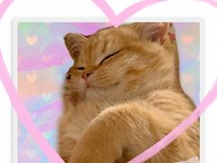 -东方名猫馆·英短金渐层布偶猫舍(环线广场1号楼店)