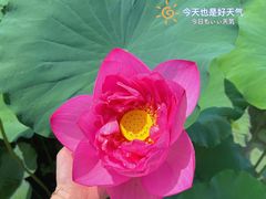 -广州莲花山旅游区