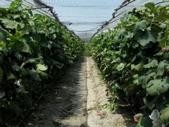 -马陆小张葡萄园农家乐