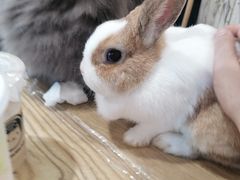 -楼上猫咖(罗湖店)