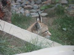 -青藏高原野生动物园