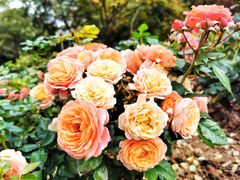 -人民公园(罗湖区)