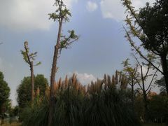 -尚贤河湿地