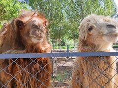 -长白岛森林公园