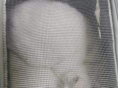-中农国际动物医院24小时·猫科·骨科·急重症中心