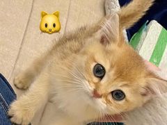 -喵百万·布偶·蓝金金渐层英短·猫舍(百子湾店)