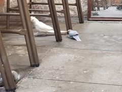 -吉丁鸟咖·异宠·寄养