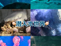 -杭州长乔极地海洋公园