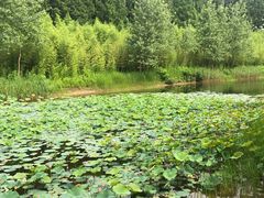 -黄海国家森林公园