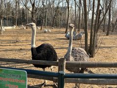 -大连森林动物园