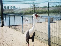 -盐城丹顶鹤湿地生态旅游区