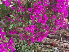 -金科花卉市场