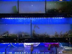 -阿尔法海鲜排档(爱琴海店)