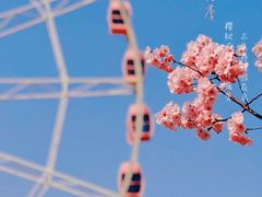 -顾村公园