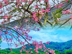 -丹樱生态园