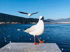 -海埂大坝