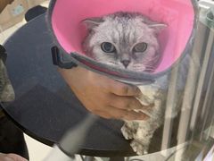 -老吴的猫·猫舍(新区店)