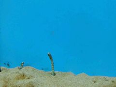 -北戴河圣蓝海洋公园