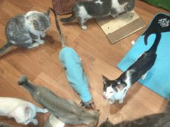 -猫色咖啡·猫咖