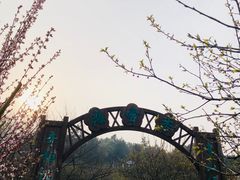 -香雪海