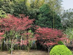 -莲花池公园