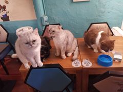 -猫小院猫主题咖啡厅(北锣店)