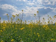 -光明小镇欢乐田园