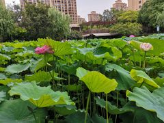 -陈家山荷花公园