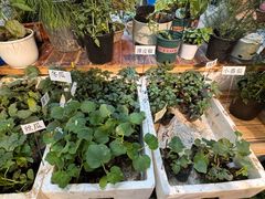 -双季花艺园艺市场(浦东店)