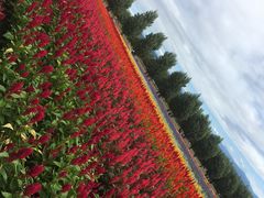 -富田农场