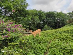 -海南热带野生动植物园