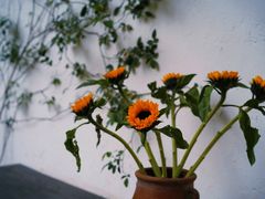 -云里小坐·小院里·团建·宴请·下午茶(三圣乡店)