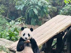 -广州长隆欢乐世界