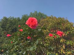 -东湖落雁景区