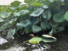 -荷塘月色湿地公园·向阳花洲