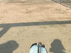 -盐城丹顶鹤湿地生态旅游区