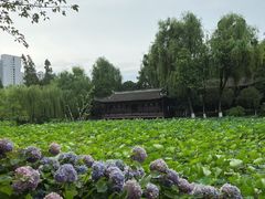 -桂湖森林公园